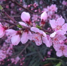 ĺĻ